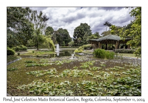 Pond