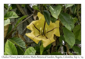 Chalice Flower