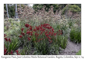 Kangaroo Paws