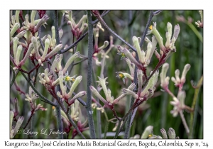 Kangaroo Paws