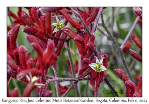 Kangaroo Paws