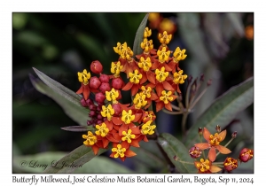 Butterfly Milkweed