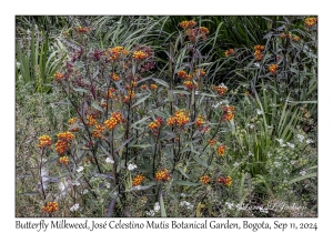 Butterfly Milkweed