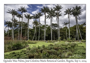 Quindío Wax Palms