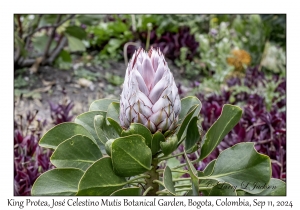 King Protea