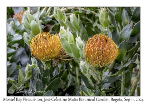 Mossel Bay Pincushion