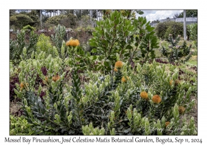 Mossel Bay Pincushion