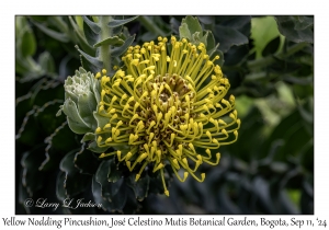 Yellow Nodding Pincushion