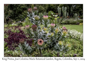 King Protea