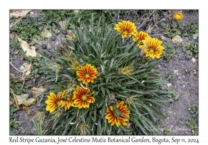 Red Stripe Gazania