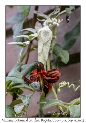 Mutisia
