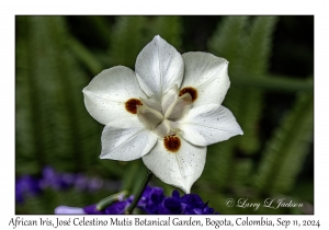 African Iris