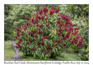 Brazilian Red Cloak