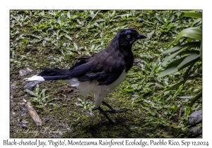 Black-chested Jay 'Pogito'