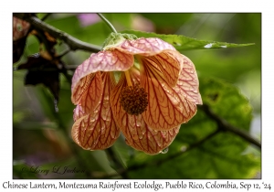Chinese Lantern