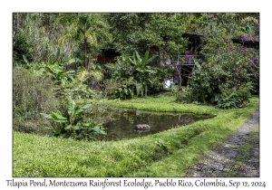 Tilapia Pond
