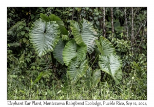 Elephant Ear Plant