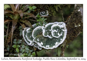 Lichen