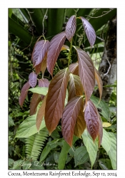 New Leaves
