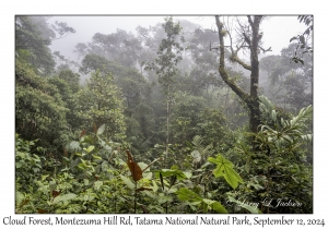 Cloud Forest