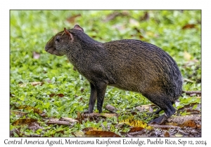 Central American Agouti