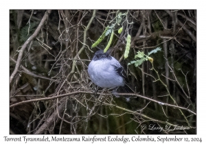 Torrent Tyrannulet
