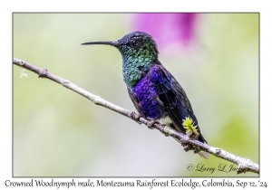 Crowned Woodnymph male