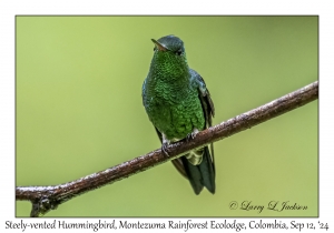 Steely-vented Hummingbird male