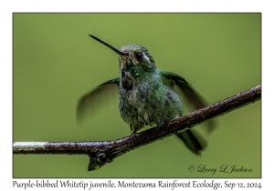 Purple-bibbed Whitetip juvenile