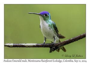 Andean Emerald male