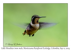 Little Woodstar immature male