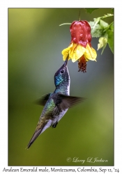 Andean Emerald male