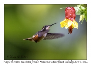 Purple-throated Woodstar female