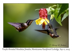 Purple-throated Woodstar females