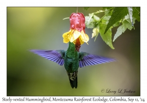 Steely-vented Hummingbird male