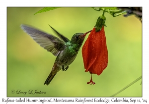 Rufous-tailed Hummingbird