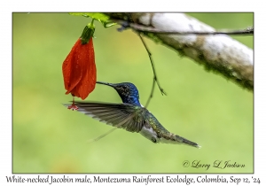 White-necked Jacobin male