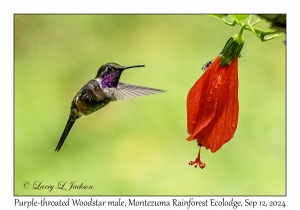 Purple-throated Woodstar male
