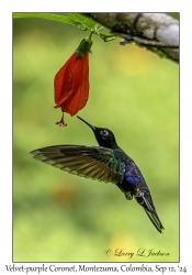 Velvet-purple Coronet