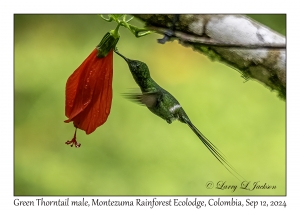 Green Thorntail male
