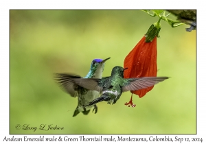 Green Thorntail male & Andea Emerald male