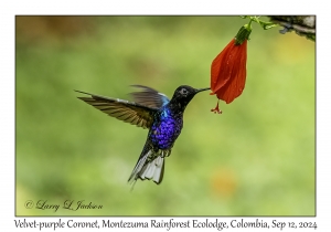Velevet-purple Coronet