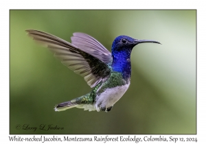 White-necked Jacobin female