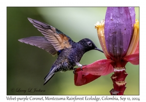 Velvet-purple Coronet