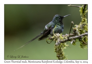 Green Thorntail male