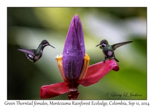 Green Thorntail females