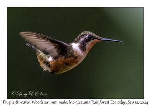 Purple-throated Woodstar immature male