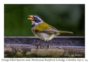 Orange-billed Sparrow male