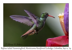 Rufous-tailed Hummingbird
