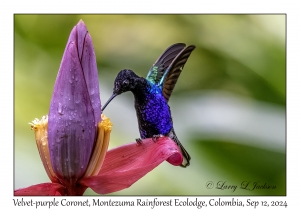 Velvet-purple Coronet